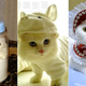 Illustration for article titled The Wonderful World of Cat Cosplay